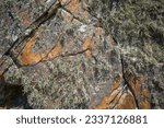 Small photo of Metamorphosed sandstone and fruticose lichen