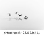 Wild ducks fly in fog