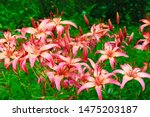 Lilys. Asian Hybrid Of Virinea  ...