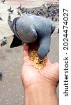 Small photo of Unafraid to leave, A Homing Pigeon Pecking its food when offered in the hand..