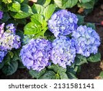 Blue Hydrangea Flower Garden...