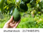 Female hand holding avocado with space on blurred green garden background, organic farming in north of Thailand
