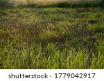 The sunlight warming falls on the grasses in the undeveloped field of the city before the night coming in Taichung, Taiwan, July 18, 2020, by YSL.