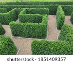 Top view of labyrinth (maze) with fresh green plants, selective focus