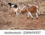 Small photo of Adorable baby goats playfully butting heads in a friendly fight, displaying their energy and enthusiasm in the green pastures.