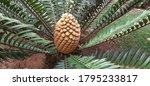 Spiky Cycad With Seed Pod