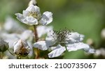 White Brambles Blooming In The...