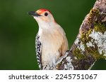 Curious Red Bellied Woodpecker...