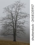 Small photo of Motionless Winter Trees Enveloped in the Silent Early Morning Fog