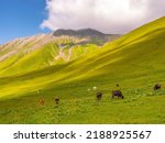 Amazing mountain landscape in Georgia on sunny summer day. Alpine green meadow in the mountainous Caucasus. Idyllic valley in Svaneti mountains. grasses that give cows a wonderful meal