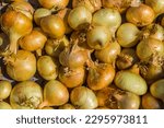 Yellow onion, Seedling, Growing onions background. Many growth onion plantations. Countryside herb and vegetable. Sale farmers's market. pattern texture