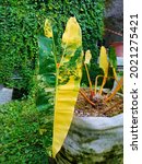 Small photo of Philodendron billietiae variegated is spotted throughout the leaves and has a yellow stalk