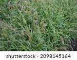 Small photo of Closeup of the grass Green Bristle Grass, Setaria viridis.