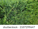 Close Up Of Taxus Baccata Hedge ...