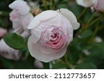 Small photo of Close up of garden rose Rosa Geoff Hamilton seen outdoors.