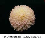 Small photo of Close up of the pink and white decorative herbaceous perennial dahlia Tracey Diane flower flowering garden plant.