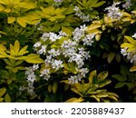 Close up of the evergreen garden shrub with glossy bright yellow leaves Choisya ternata Sundance or Mexican Orange Blossom with a rounded growth habit, clusters of white flowers and ternate leaves.
