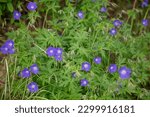 Small photo of Closeup of the blue flowers and green leaves of the herbaceous perennial garden plant Geranium Rozanne.