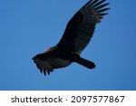 Turkey Vulture Soaring The Sky