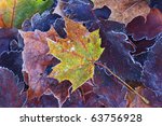 Colorful Autumn Leaves With...