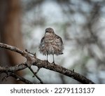 Small photo of Witness the untamed fury of the Northern Mockingbird, captured in this stunning photo. This fierce and feisty bird will make a powerful addition to any wildlife collection.