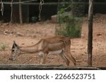 Small photo of Dorcas gazelle fawn is staying at Arighnar Anna zoologycal Park