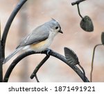 Tufted Titmouse Perching During ...