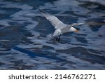 A Royal Tern Flying Over The...