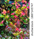 Small photo of creeping ornamental plant with wani color leaves