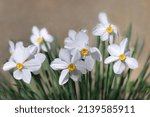 Small photo of Narcissus Daffodil flowers . Green leaves background. Spring. Narcissus Daffodils bloom in a flowerbed White Narcissus. Narcissus poeticus. The perfect image for spring background