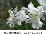Small photo of White Easter Lily flowers in garden. Lilies blooming. Blossom white Lilium Candidum in a summer. Garden Lillies with white petals. Large flowers in sunny day. Floral background. White Madonna Lily