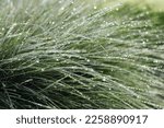 Fresh green grass with dew drops in morning sunlight. Grass after rain. Light morning dew. Spring time. Beautiful transparent natural dew drops or rain on grass leaf . Spring summer natural background