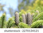 Fir Abies Koreana with young blue cones on branch. Evergreen Coniferous Tree. Korean Fir tree cones. Korean fir-tree on a green background.  Silver spruce. Copy space. Spring concept. Wallpaper
