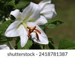 Small photo of White Easter Lily flowers in garden. Lilies blooming. Lilium flowers. Blossom white Lily in a summer. Garden Lillies with white petals. Large flowers in sunny morning. Floral background. Madonna Lily