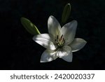 Small photo of White Easter Lily flowers in garden. Lilies blooming. Lilium flowers. Blossom white Lily in a summer. Garden Lillies with white petals. Large flowers in sunny evening. Floral background. Madonna Lily