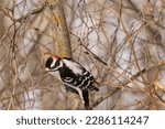 A Downy Woodpecker In A Tree