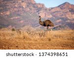 An Emu Stands Along With The...