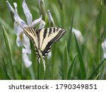 Western Tiger Swallowtail  Shot ...