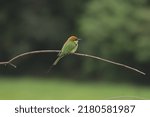 Green Bee eater are mainly insect eaters and they are found in grassland.