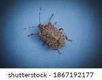 Brown Marble Stink Bug On A...