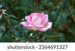 Small photo of Rose. A flower of wondrous beauty. Bright blooming rose bush. Adorable rose flower.