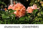 Small photo of Rose. Cream rose. A flower of wondrous beauty. Bright blooming rose bush. Lush rose flower.