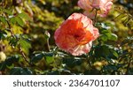 Small photo of Rose. Cream rose. A flower of wondrous beauty. Gently blooming rose bush. Delightful rose flower on a sunny day.