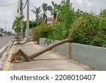 Small photo of Dominican Republic. Hurricane Fiona. Consequences of a hurricane. Fallen tree.