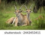Female elands sitting in the...