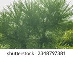 Small photo of Conifers in the fog. Soft, selective focus. Artificially created grain for the picture. Atmospheric distortion, hot air distortion, heat distortion, air refraction