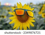 Small photo of Beautiful sunflower at sunset with sunglasses, natural background. Soft selective focus. Artificially created grain for the picture. Atmospheric distortion, hot air distortion, heat distortion, air re