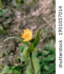Small photo of Close up of Common sowthistle. Perennial sow thistle. Sonchus arvensis, the field milk thistle, field sowthistle, perennial sow-thistle, corn sow thistle, dindle, gutweed with blurred background..