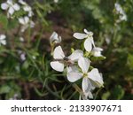 Small photo of Close up of radish flower.California wild radish. Flower of biennial broadleaf plant. Radish flower with plant.