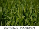 Small photo of Common wheat. wheat field in pakistan.Field of green spring wheat. Unripe wheat. close up of green wheats. Green wheats. Wheats field in Punjab. Barley with blurred background. Eating concept.